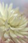 USA, Washington State, Seabeck. Close-up of white dahlia flower. Art Print